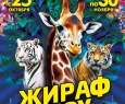 Жираф шоу