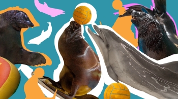 Шоу дельфинов