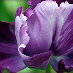 Ирис | Iris Blumen